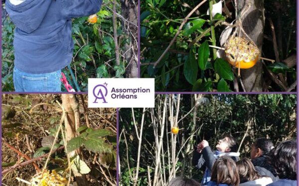 Suspension des boules de graisse dans le parc par 12 volontaires du Club Assomption Vert