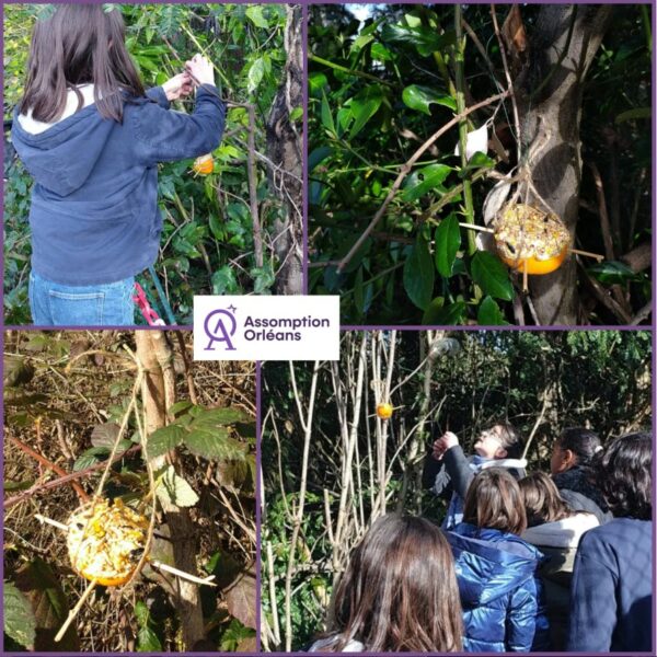 Suspension des boules de graisse dans le parc par 12 volontaires du Club Assomption Vert