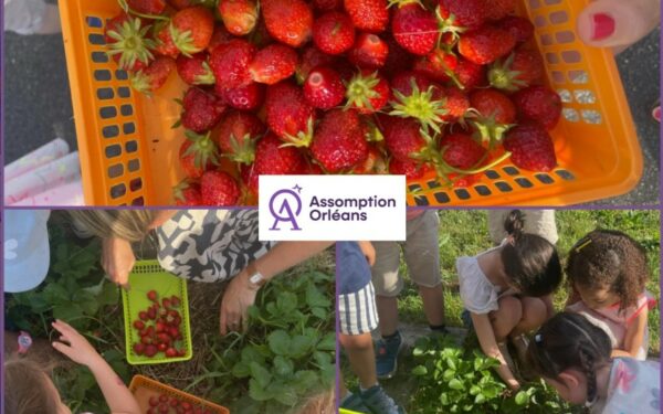 C&rsquo;est le moment de récolter au jardin pédagogique !